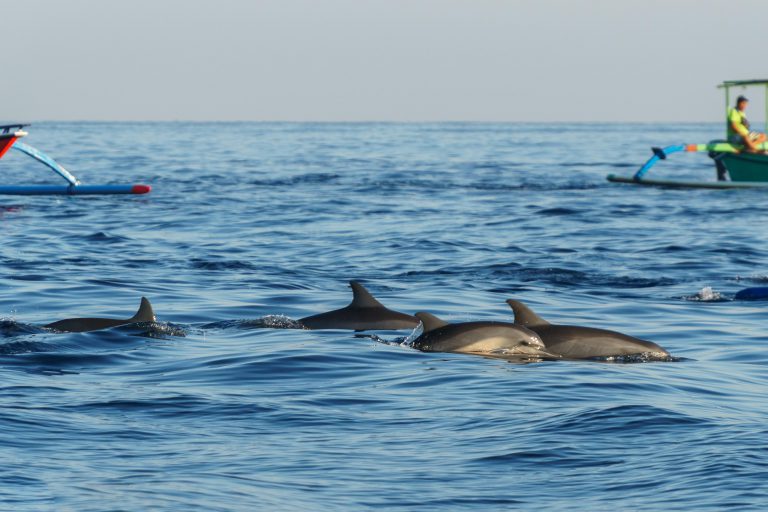 Dolphins at Lovina