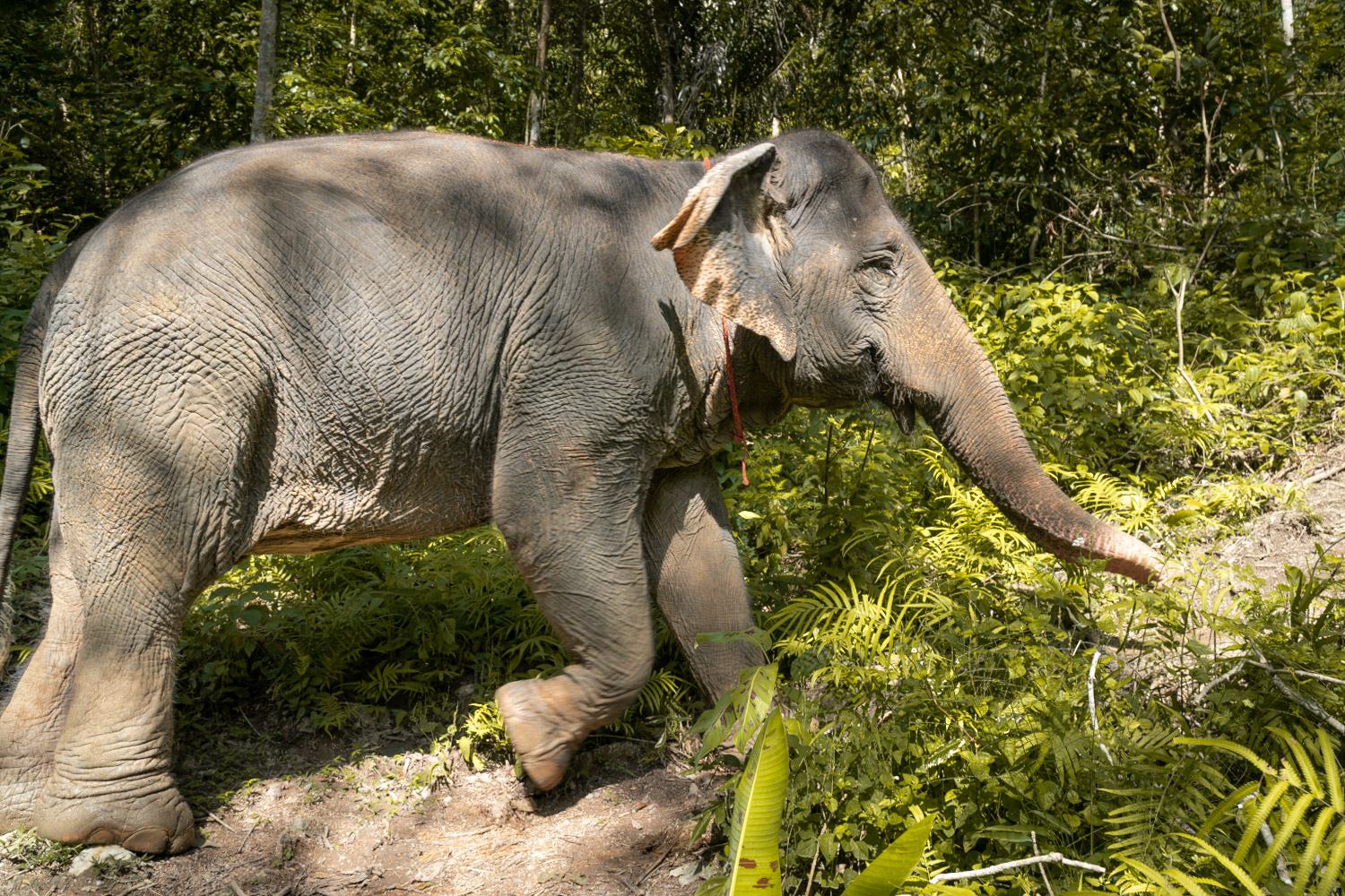 An Elephant walking through the Jungle