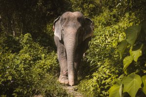 Read more about the article A Visit to the Elephant Jungle Sanctuary