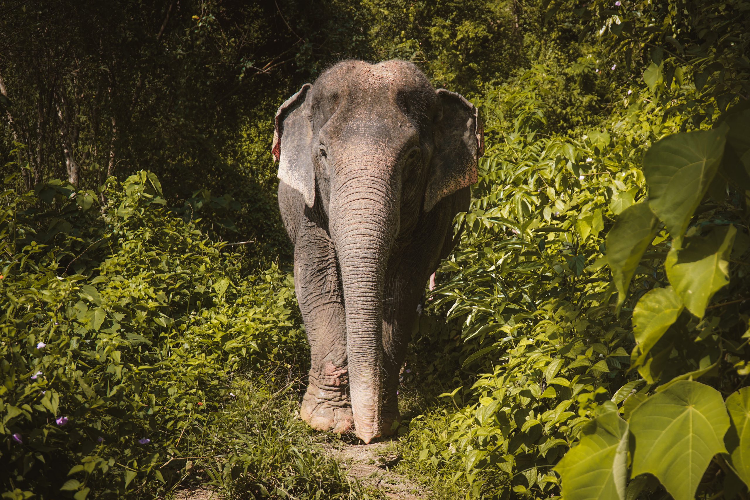 Dara of the Elephant Jungle Sanctuary in the Jungle