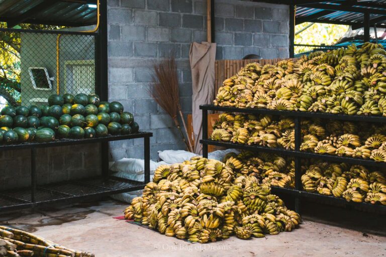 The Food for the Elephants of the elephant jungle sanctuary