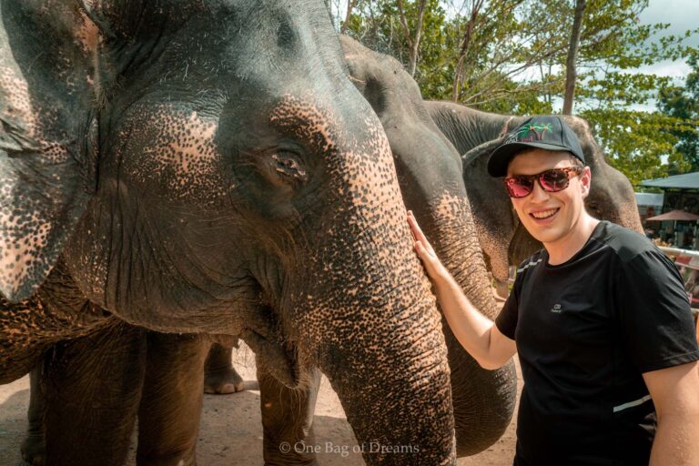 Alex petting an elephant at the elephant jungle sanctuary