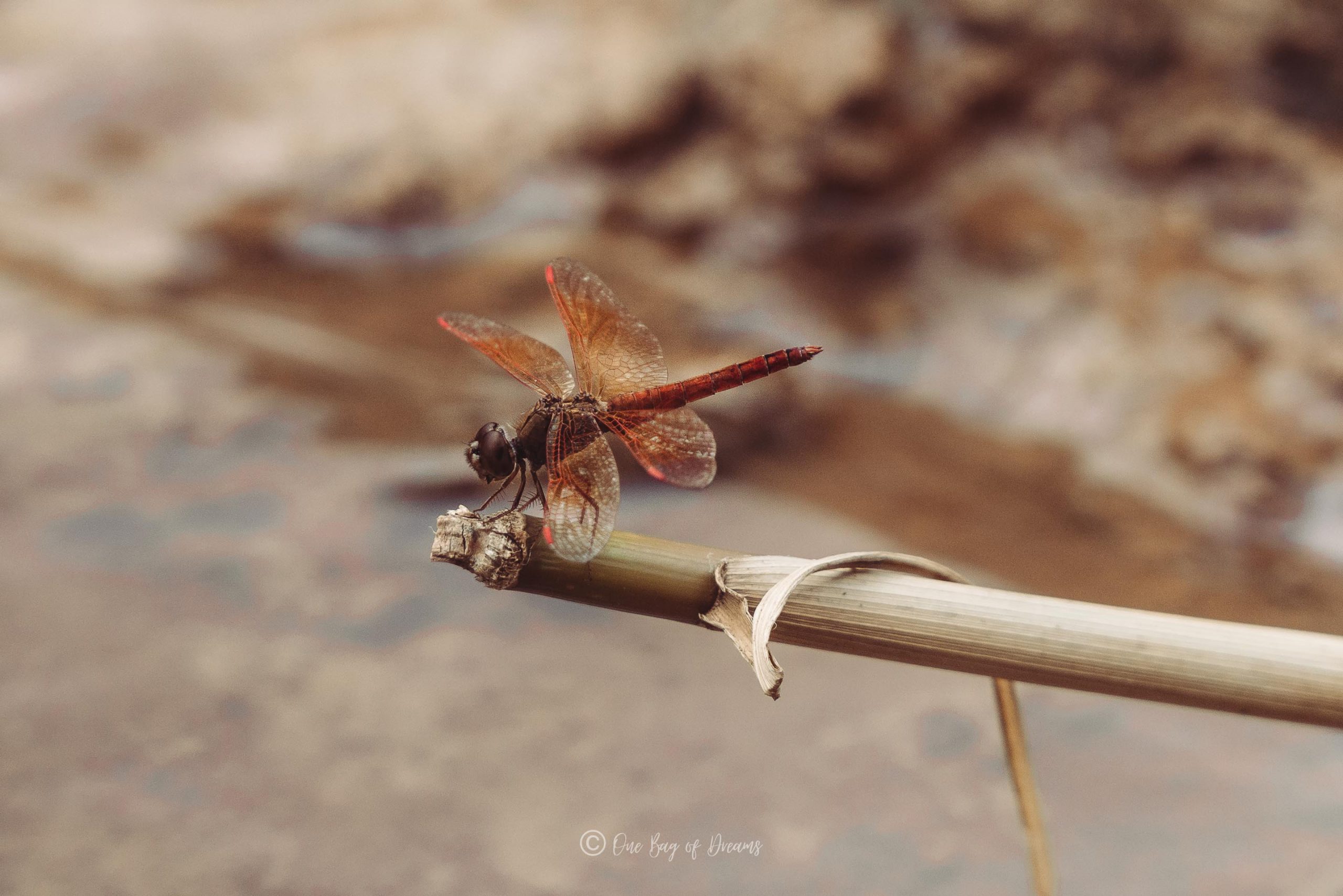 Dragonfly