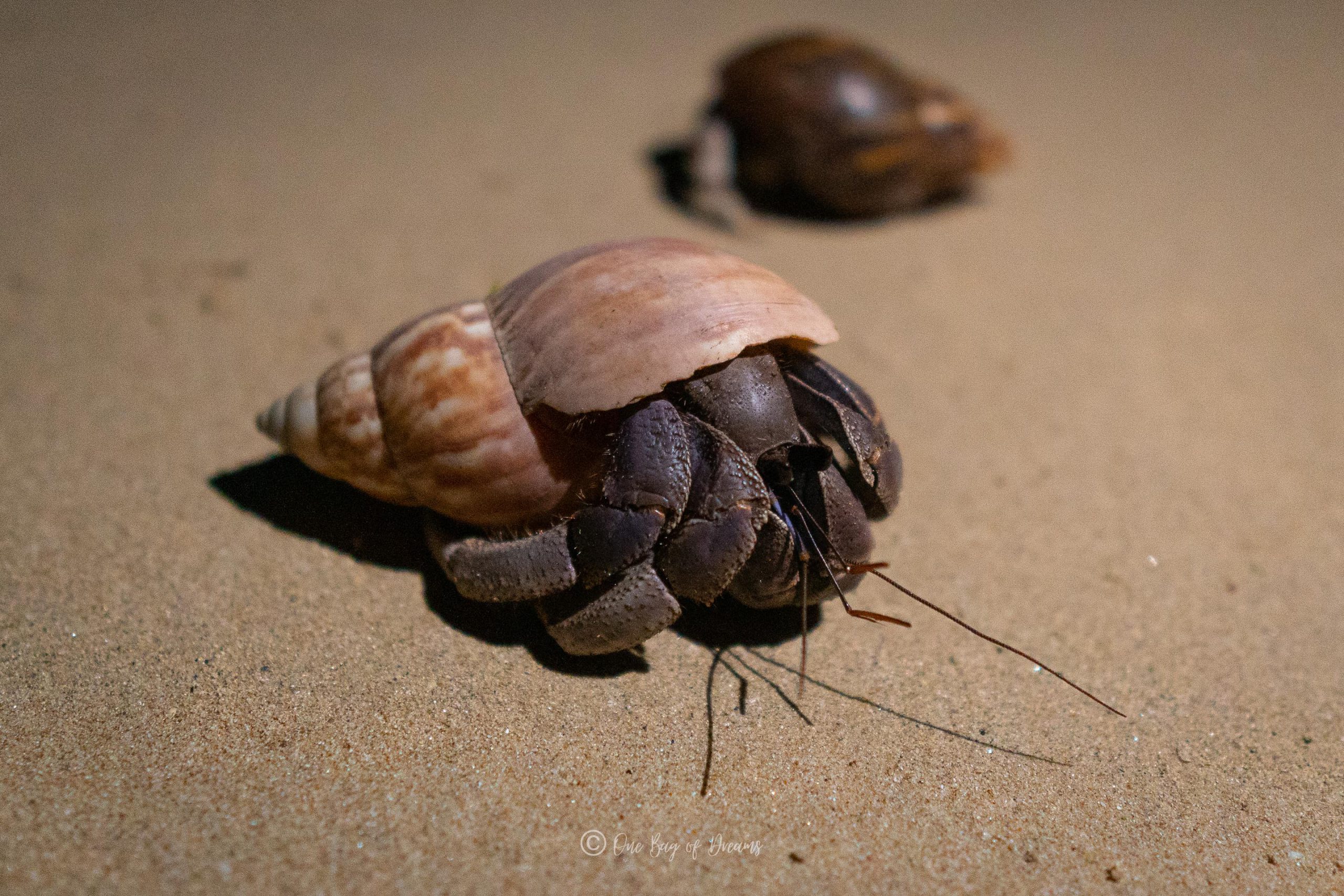 A Crab on the beach of Khao Lak