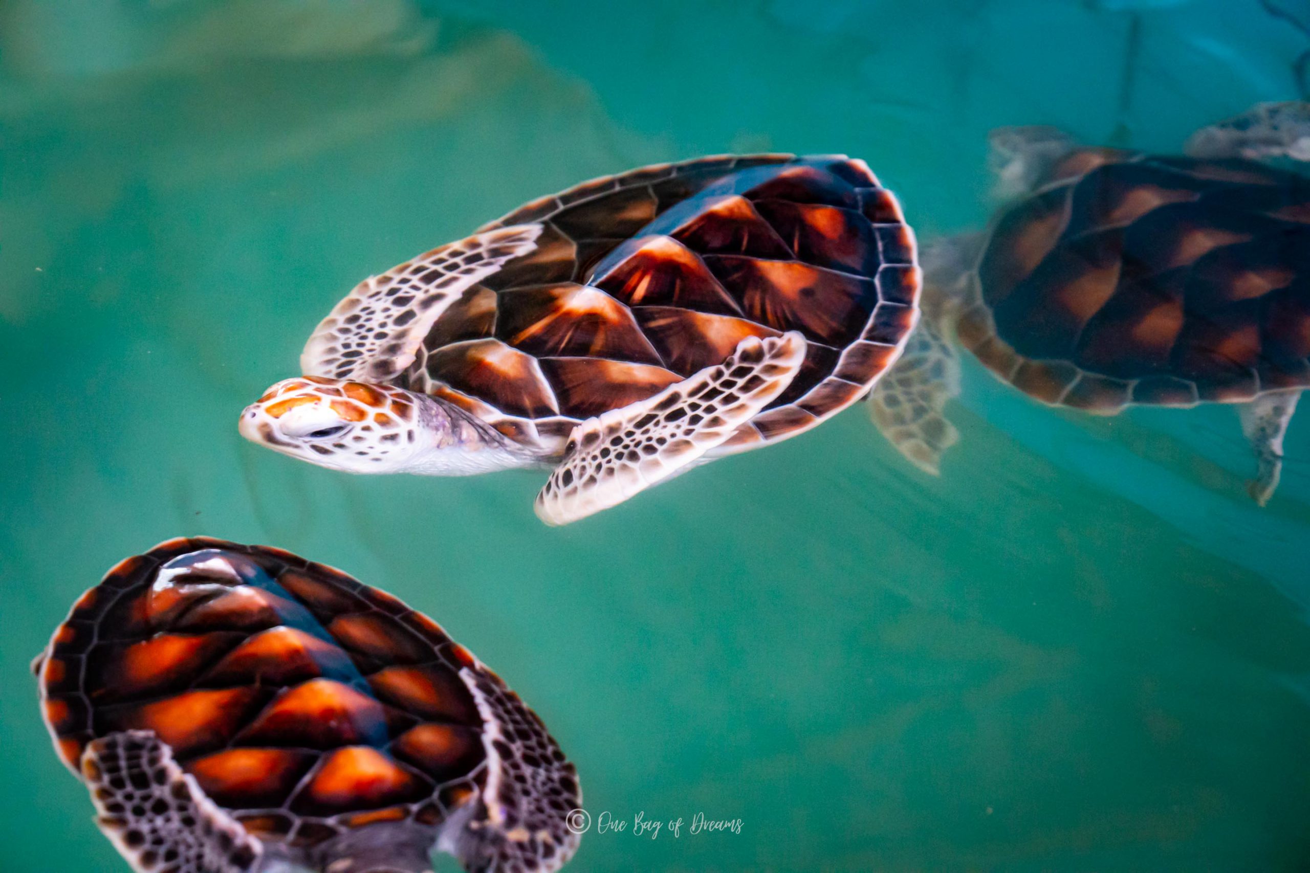 Turtles at the turtle sanctuary