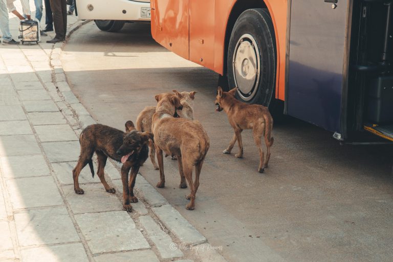 The Dogs in front of the Bus
