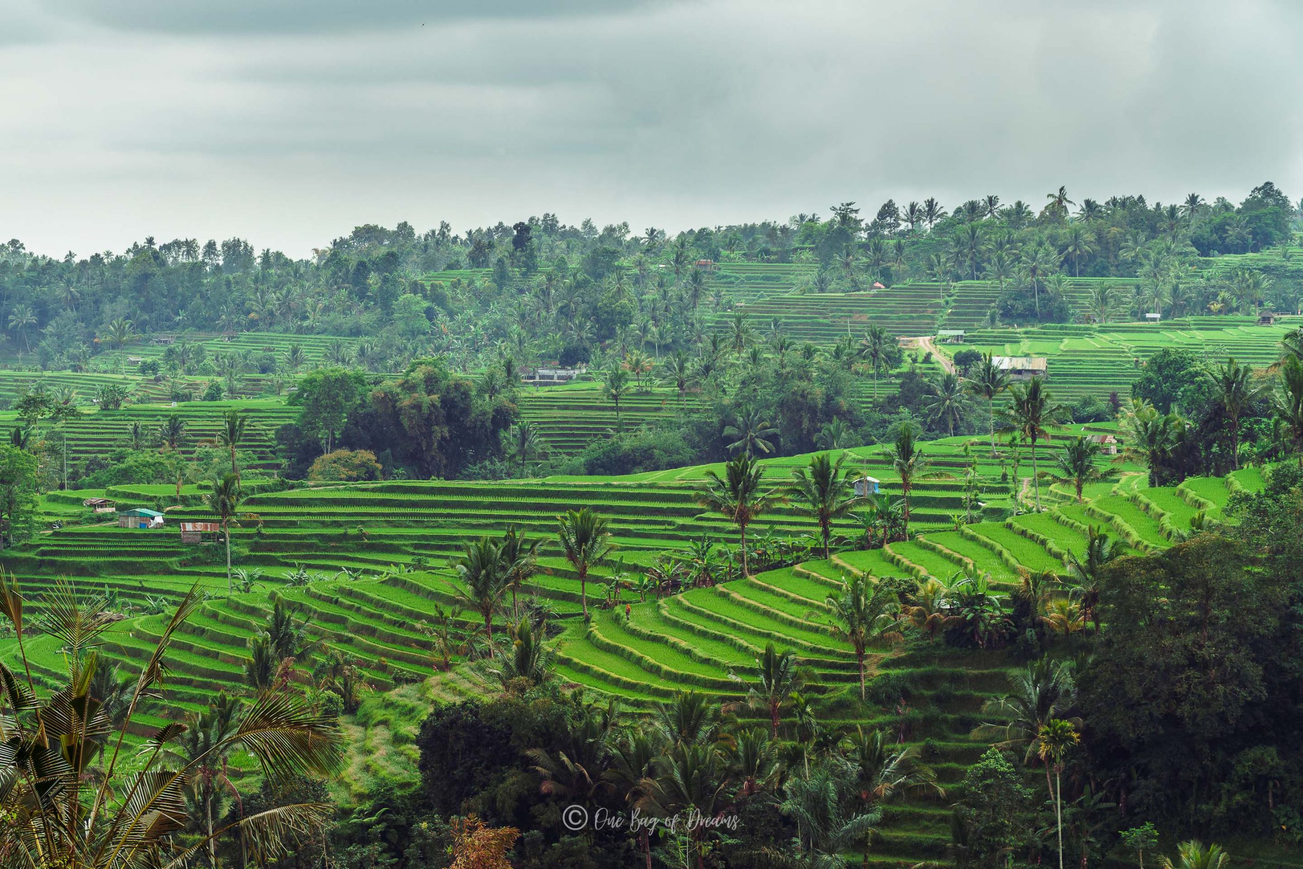 Rice Fields of Jalituwih in Bali