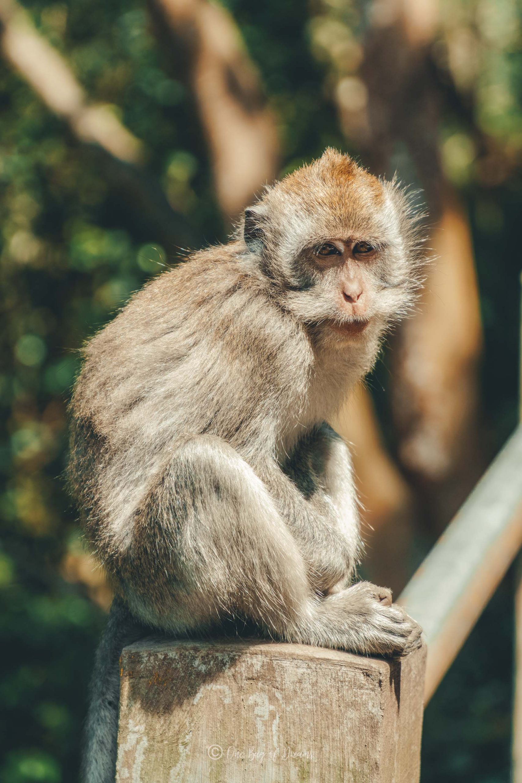 Monkey in the Monkey Forest in Ubud