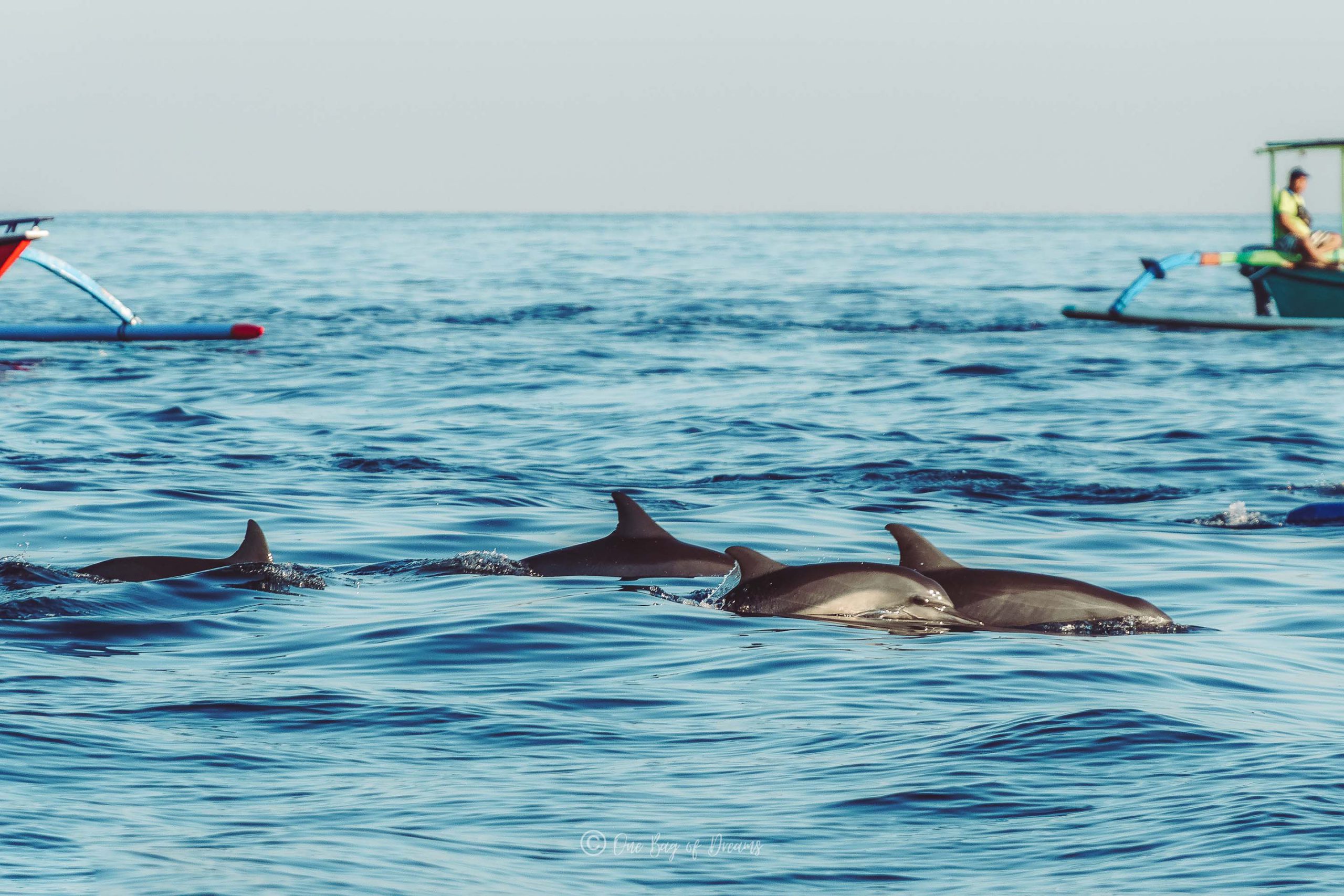 Dolphins in Lovina Bali