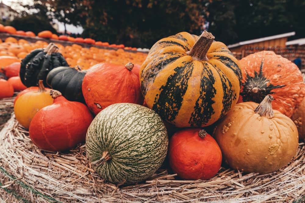 Pumpkins at the worlds largest pumpkin exhibition