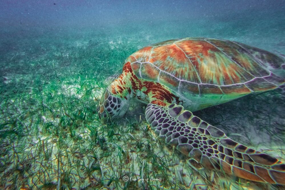 Turtle eating Akumal Beach