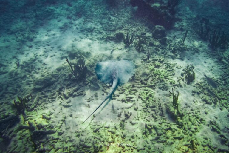 Sting Ray at Akumal Beach