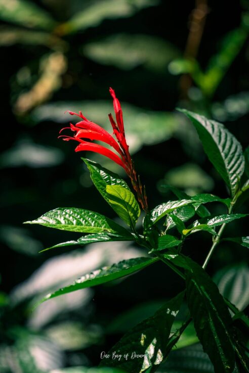 Plants at Monteverde