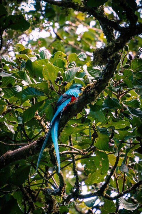 Respendent Quetzal at Curi Cancha Reserve