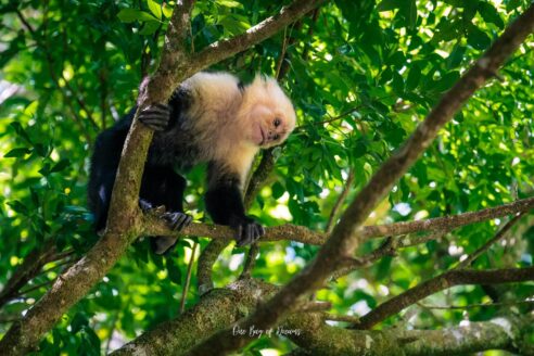 Monkey at Curi Cancha in Monteverde