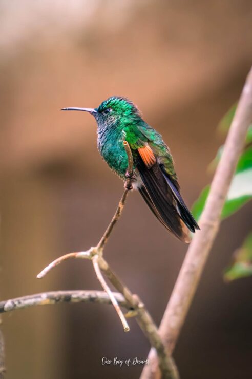 Hummingbird in Monteverde