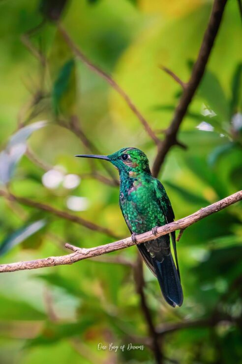 Hummingbird in Monteverde