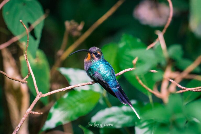 Hummingbird in Monteverde
