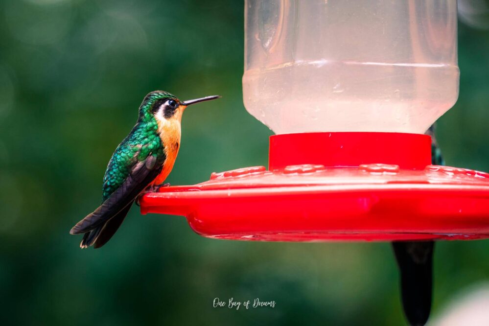 Hummingbird Cafe at Monteverde