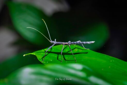 La Fortuna Insects