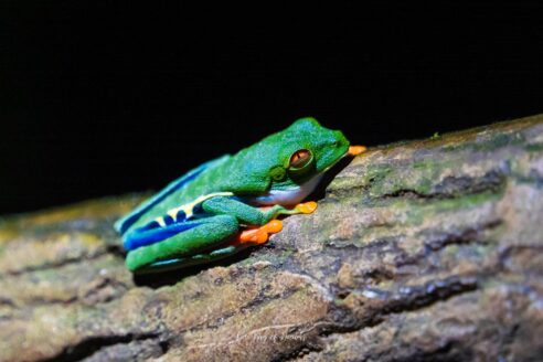 Red eyed Tree Frog in La Fortuna
