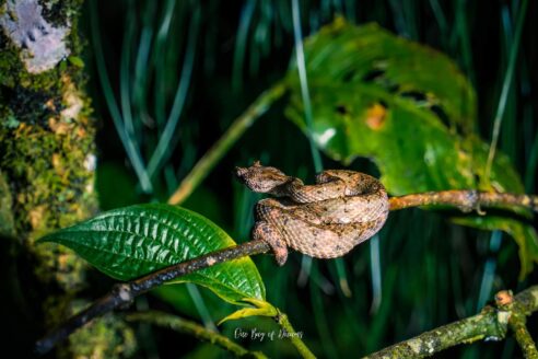 Viper in La Fortuna