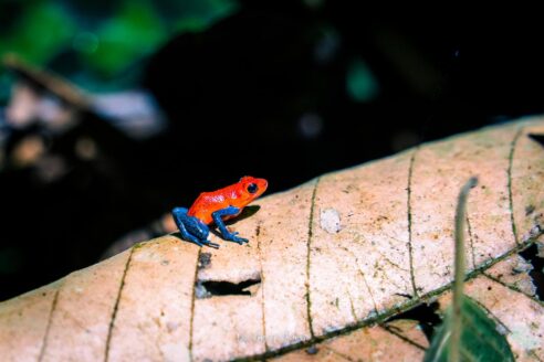Poisen Dart Frog in Costa Rica