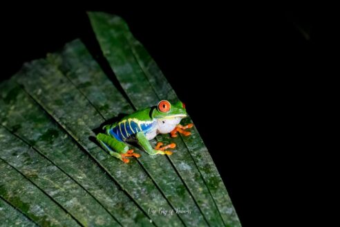 Green Tree Frog in Costa Rica