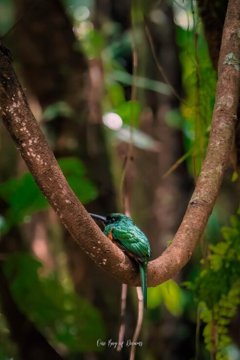 Birdwatching is one of the Things to do in La Fortuna Costa Rica