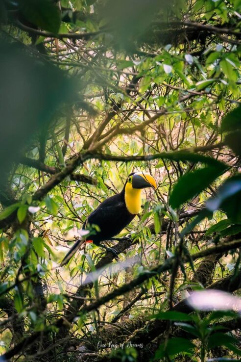 Bird Watching in La Fortuna Costa Rica