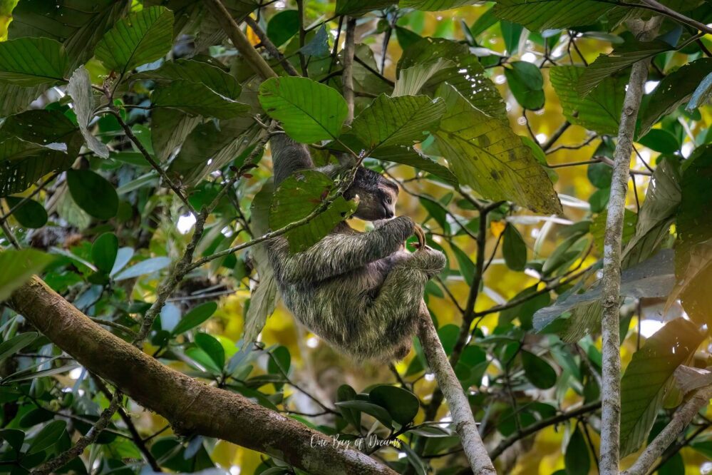 Sloth in La Fortuna Costa Rica Guide