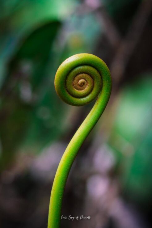 Plants in La Fortuna