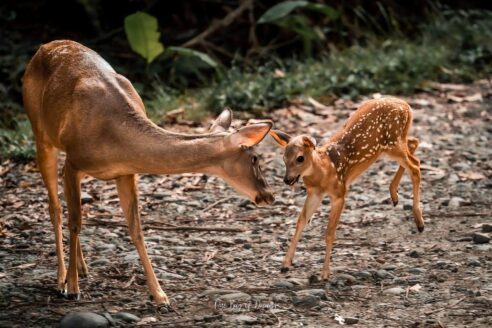 Deer in Manuel Antonio National Park