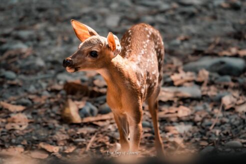 Bamby in Manuel Antonio National Park