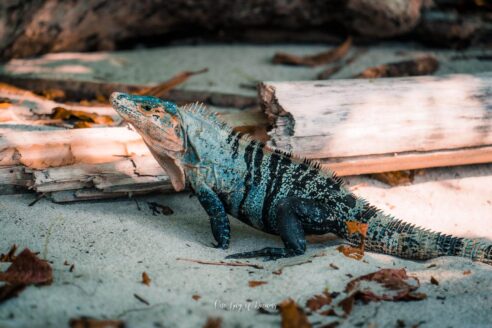 Iguana in Manuel Antonio National Park