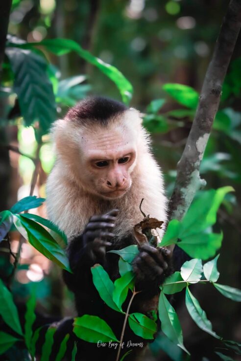 Monkey in Manuel Antonio National Park