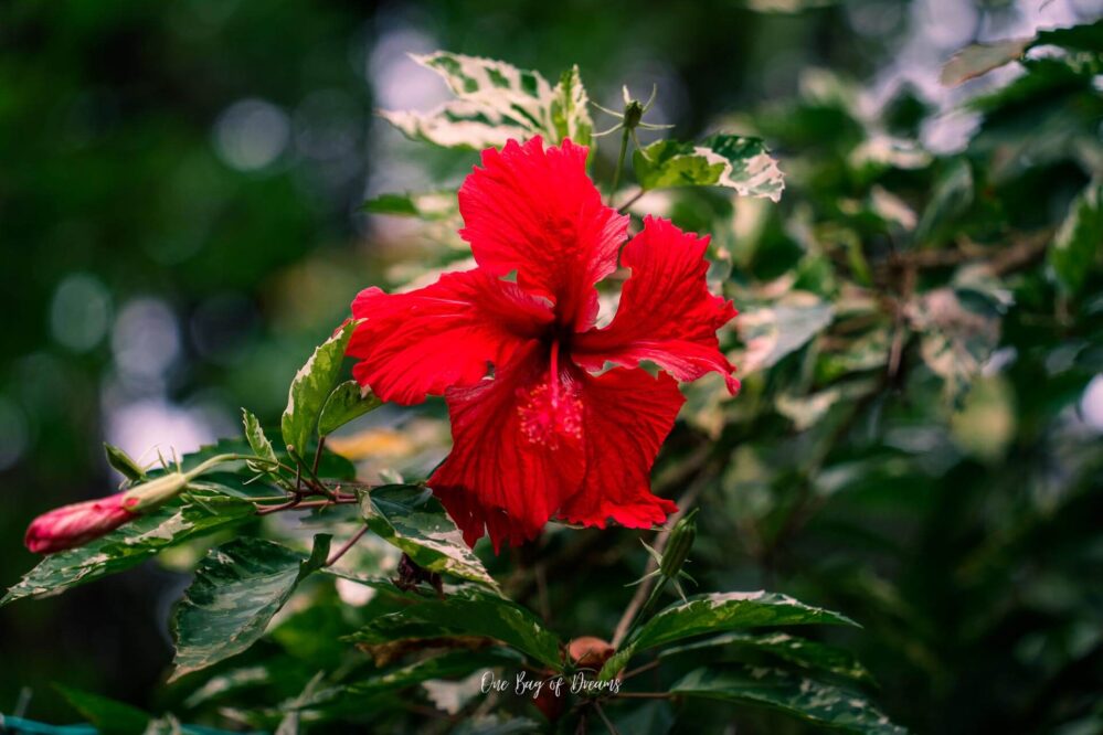 Flower in Uvita