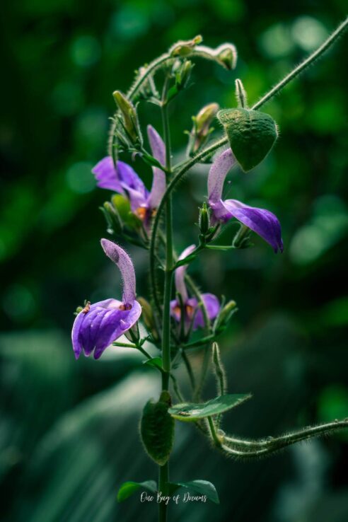 Flower at Uvita Waterfall