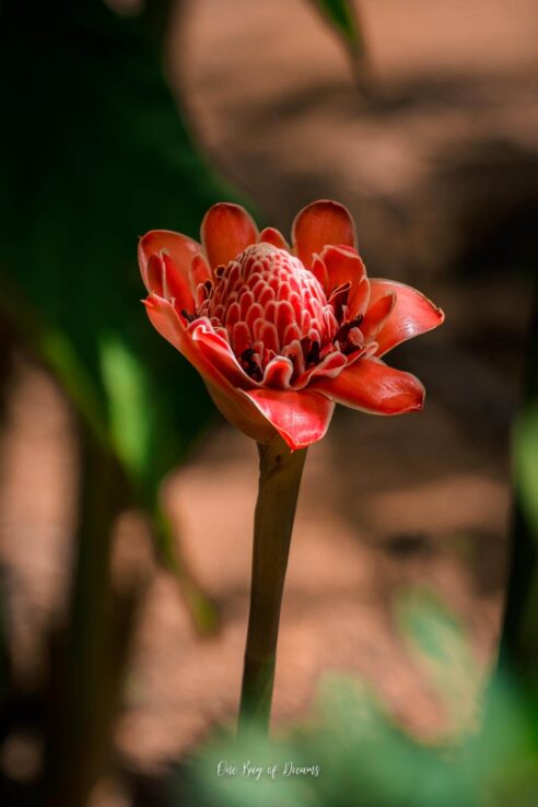 Flower in Corcovado National Park