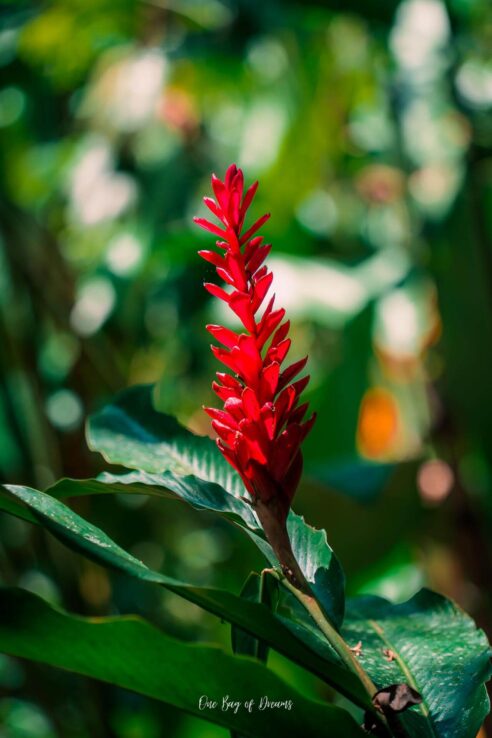 Flower at Uvita Waterfall