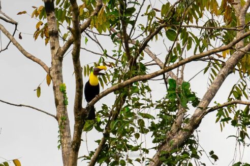 Tucan in Uvita