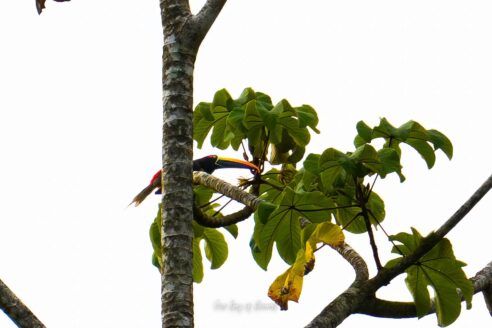 Tucan in Uvita