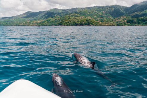 Things to do in Uvita - Whale Watching