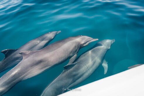 Dolphines off the coast of Uvita