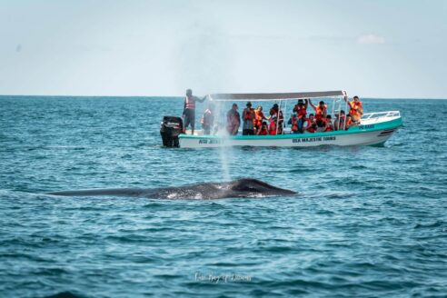 Whale Watching in Uvita