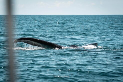 Whale Watching in Uvita