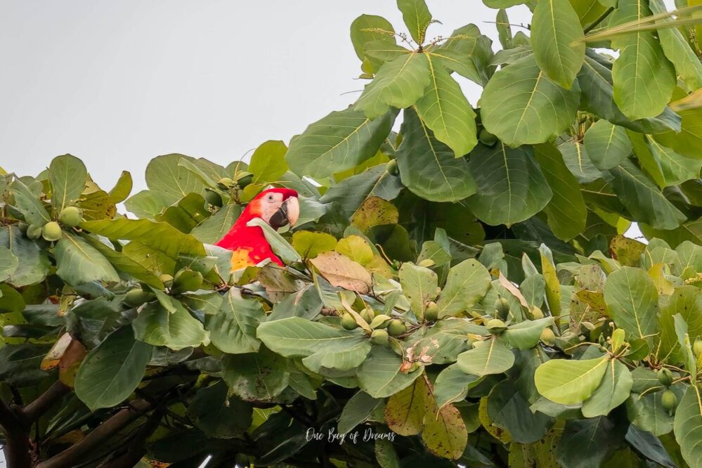 Macaw in Uvita Ballena national park