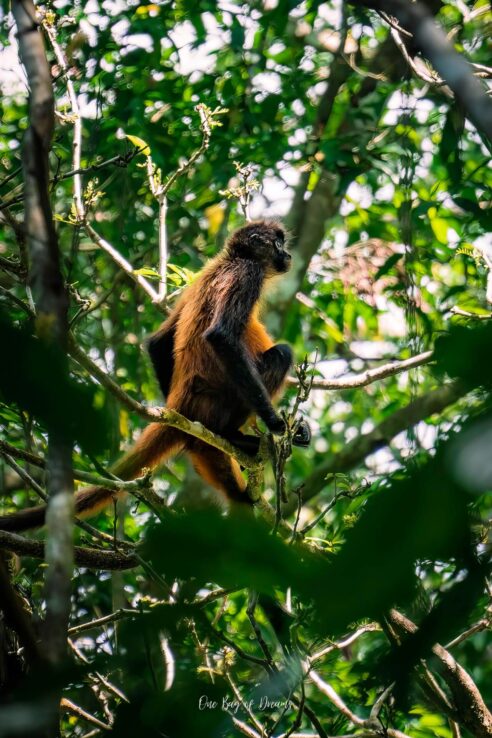 Spider Monkey in Corcovado National Park
