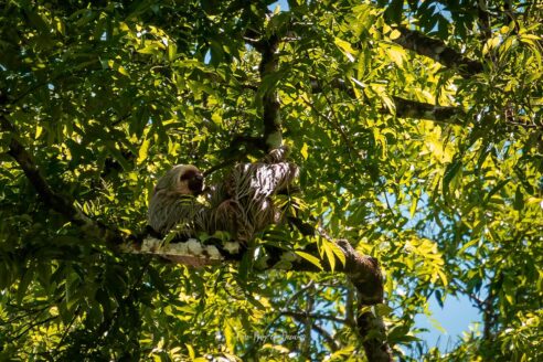 Sloth in Corcovado National Park