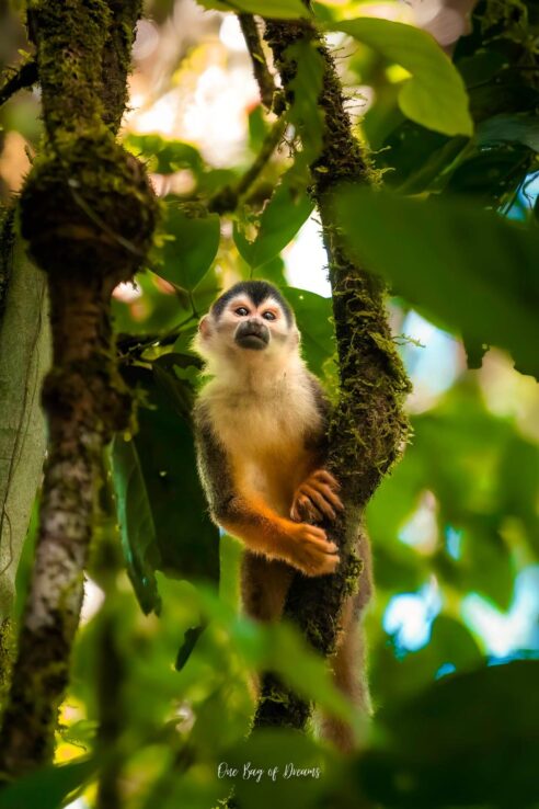 Monkey in Uvita